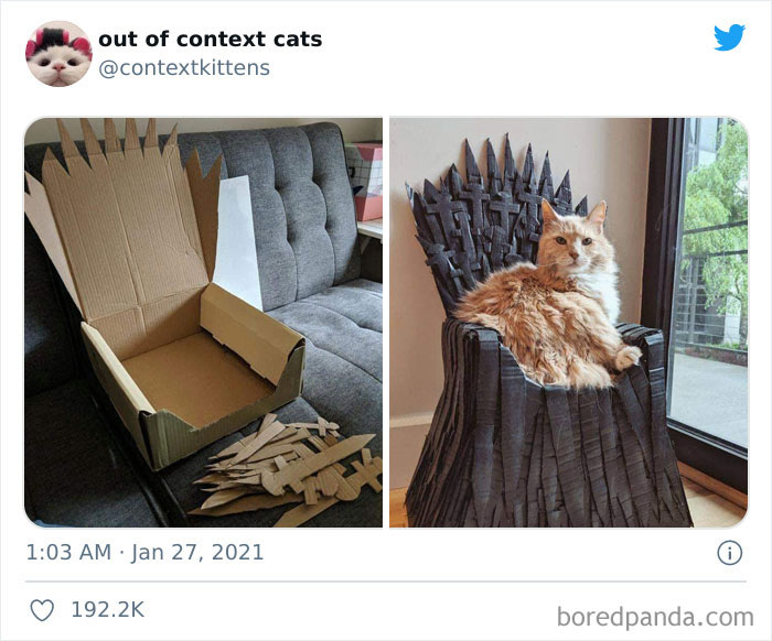 Out-Of-Context-Cat-Pics