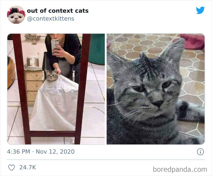 Out-Of-Context-Cat-Pics