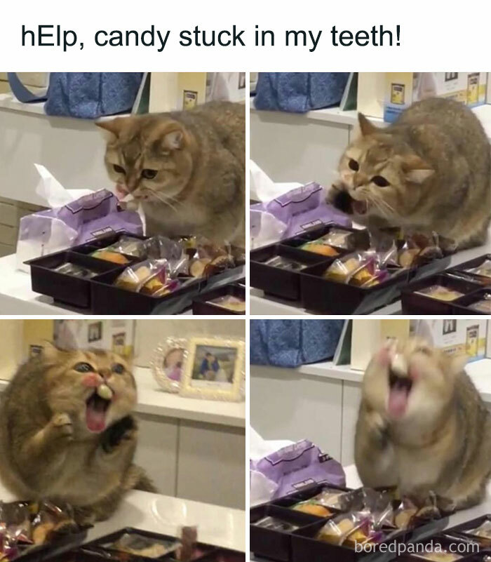 Funny-Broken-Cats-Pics