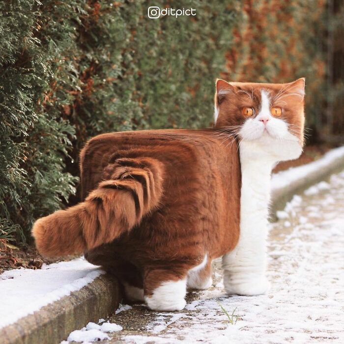 What If… Real Animals Were Cubic Shaped Animals From The Minecraft Game? (22 New Pics)