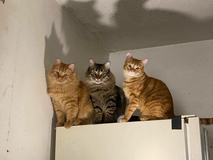 3 Brothers And A Moth