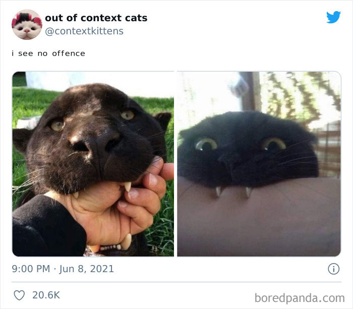 Out-Of-Context-Cat-Pics