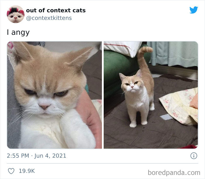 Out-Of-Context-Cat-Pics