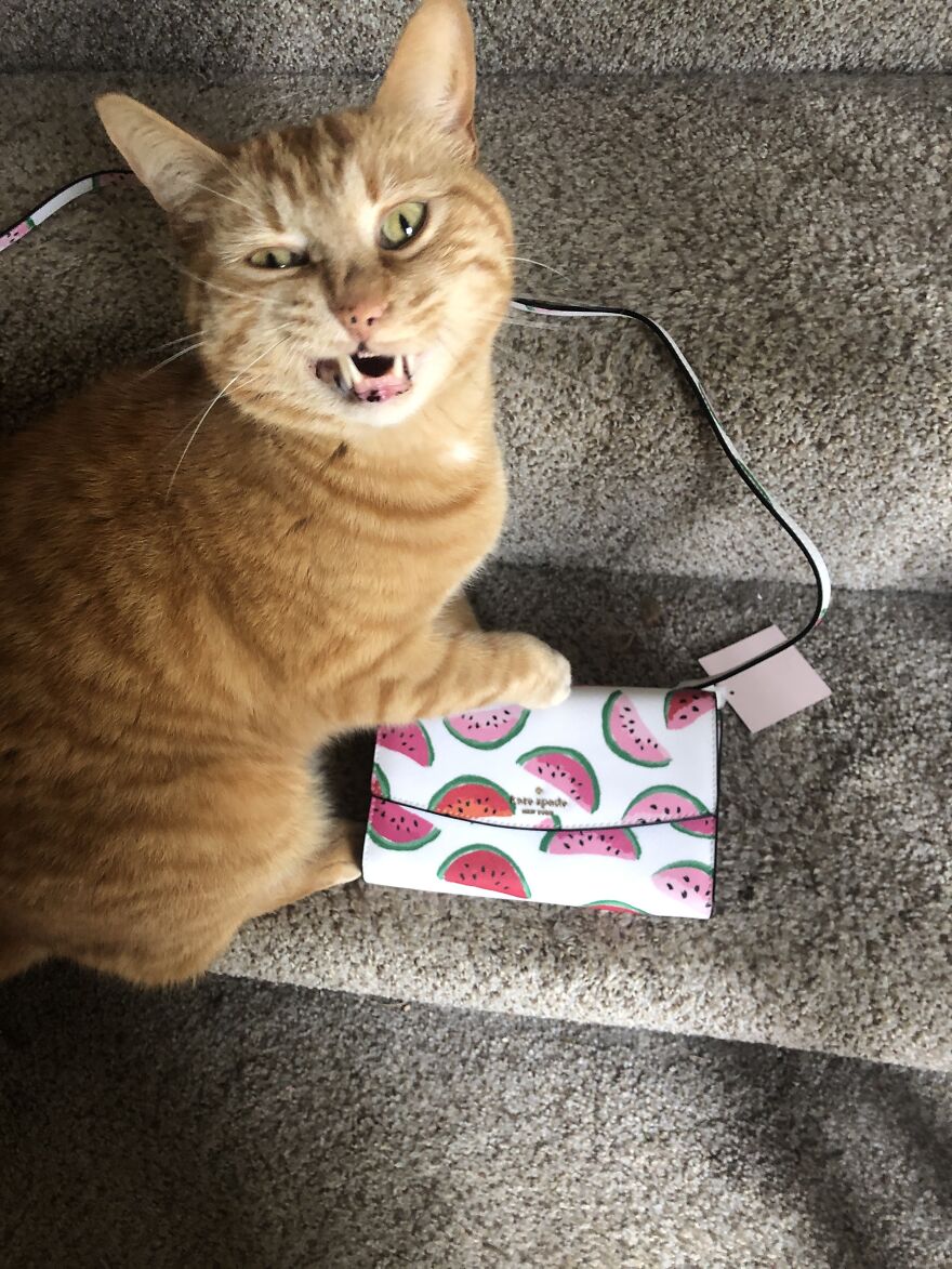 Ferguson, Telling Me I Paid Too Much For My New Purse.