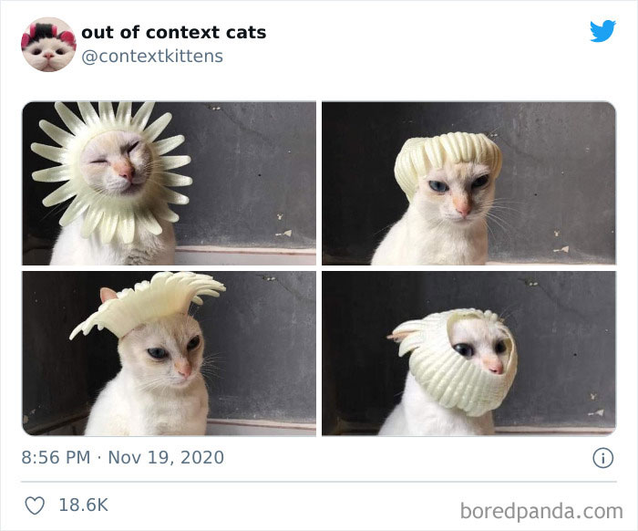 Out-Of-Context-Cat-Pics