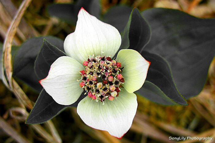 Dwarf Dogwood In Alaska