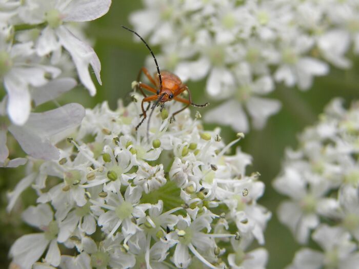 This Friendly Little Bug I Found, Hes Waving