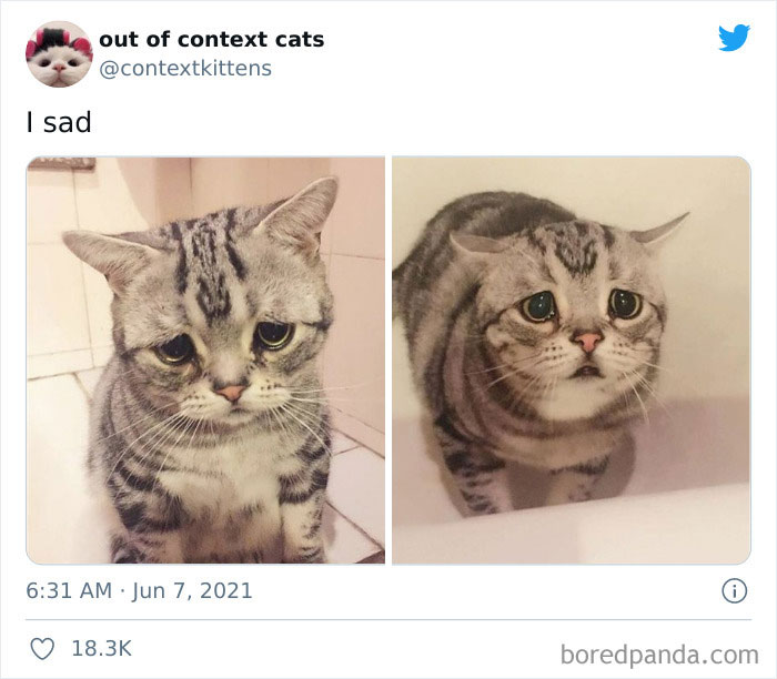 Out-Of-Context-Cat-Pics