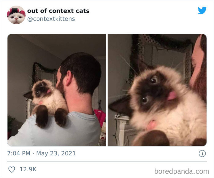 Out-Of-Context-Cat-Pics