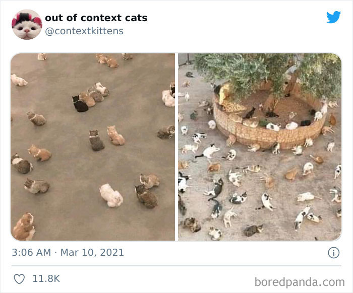Out-Of-Context-Cat-Pics