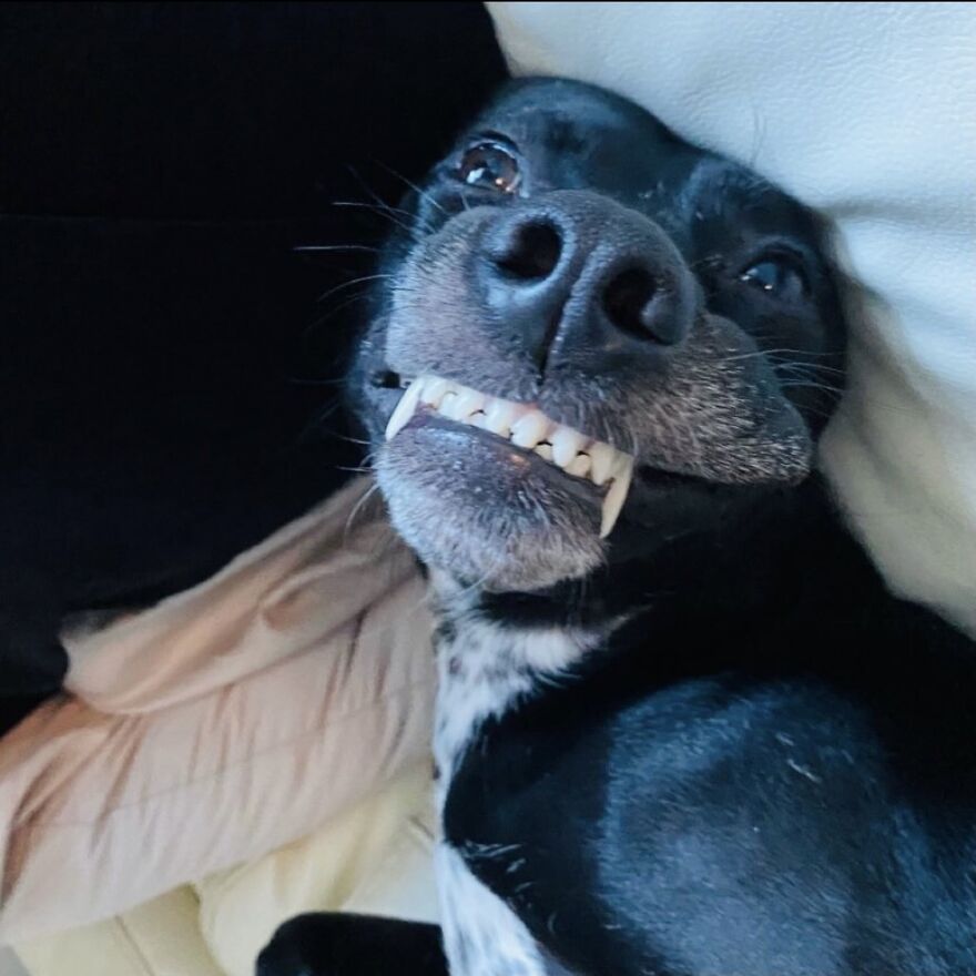 What We Do(G) In The Shadows