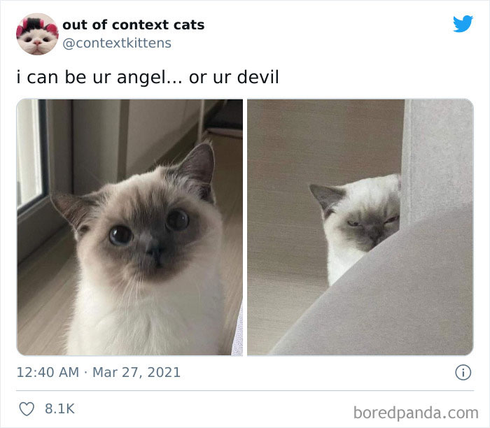 Out-Of-Context-Cat-Pics