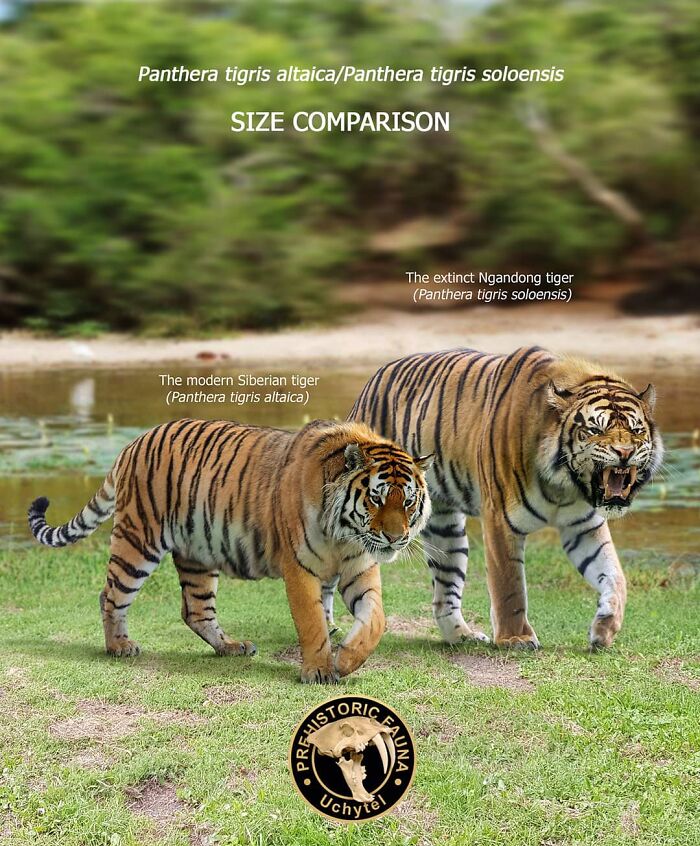 39 Visual Comparisons Of The Size Of Long-Extinct Animals With Their Modern Relatives