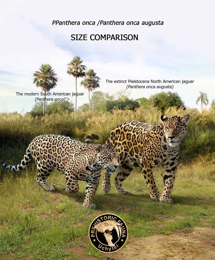 39 Visual Comparisons Of The Size Of Long-Extinct Animals With Their Modern Relatives