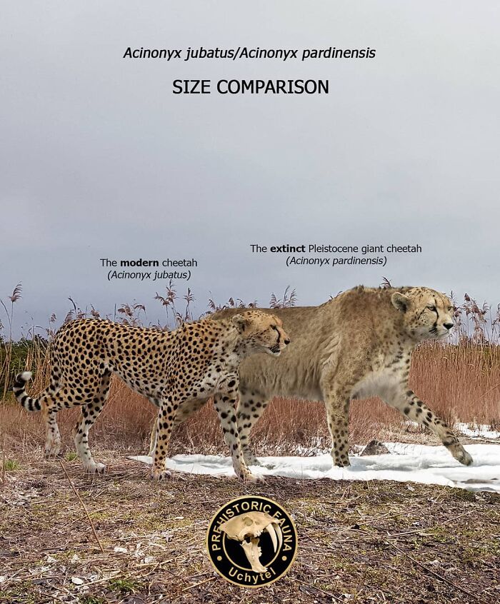 39 Visual Comparisons Of The Size Of Long-Extinct Animals With Their Modern Relatives