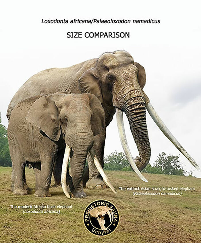 39 Visual Comparisons Of The Size Of Long-Extinct Animals With Their Modern Relatives