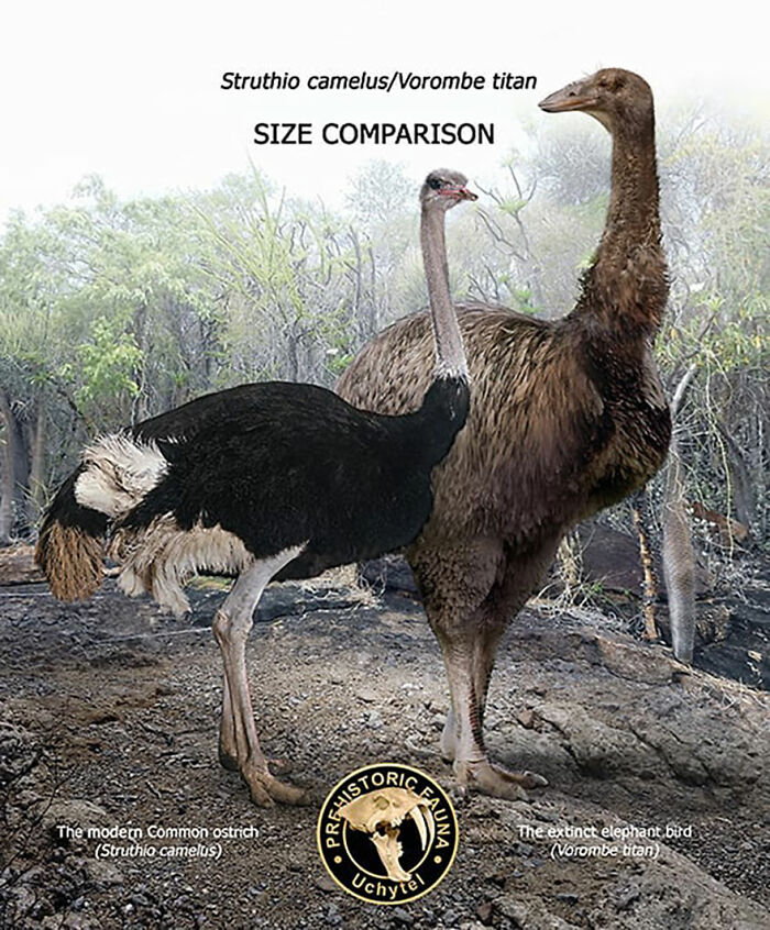 39 Visual Comparisons Of The Size Of Long-Extinct Animals With Their Modern Relatives