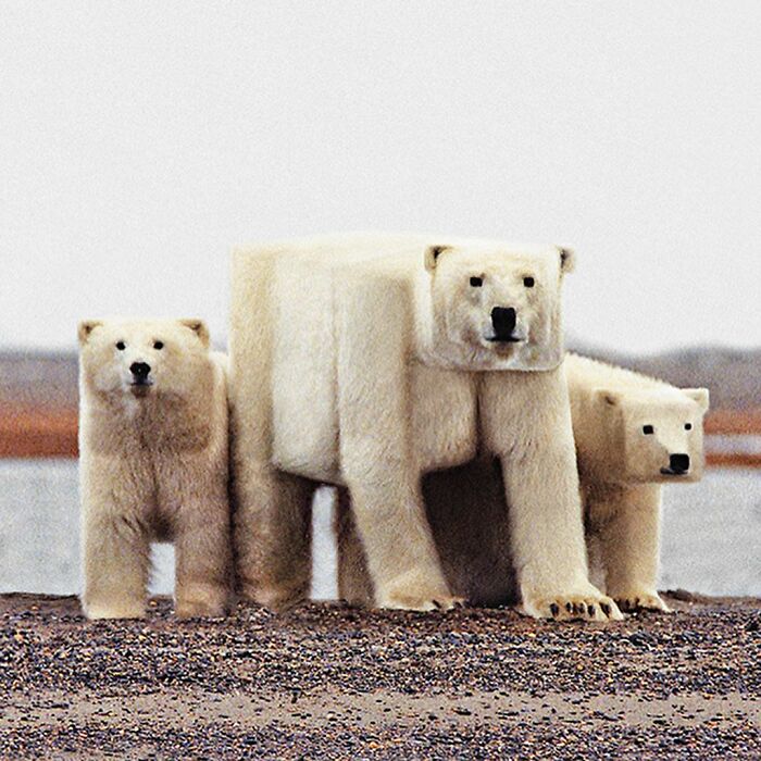 What If… Real Animals Were Cubic Shaped Animals From The Minecraft Game? (22 New Pics)