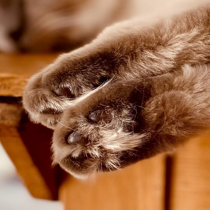 Those Paws!