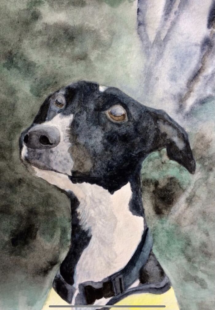 This Cute Doggo 🐶🐾