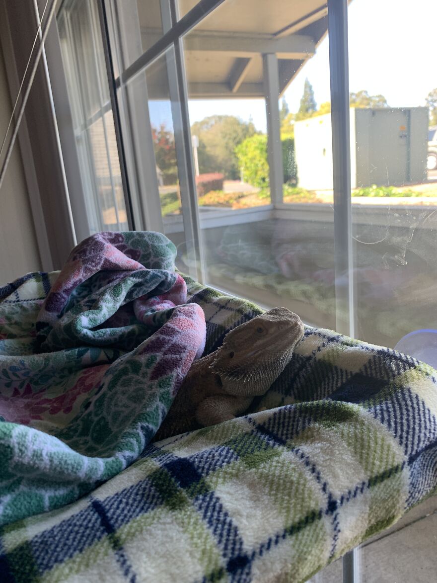 “Why Are You Interrupting My Window Nap?”