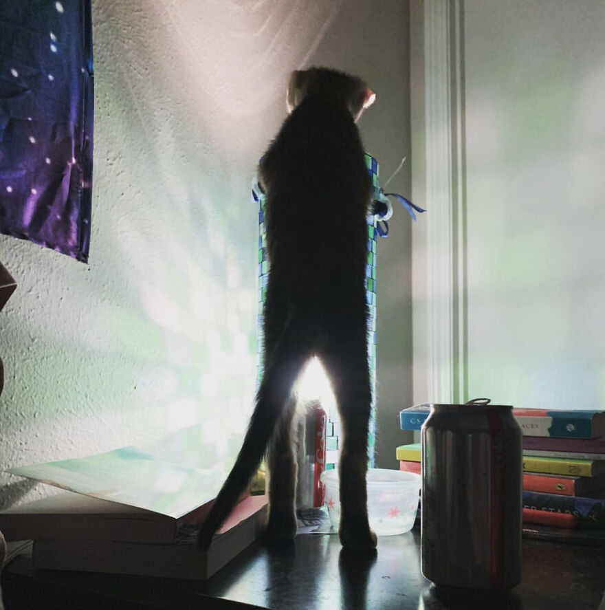 Terrifying Site To Wake Up To In The Middle Of The Night. I Call This Slendercat.