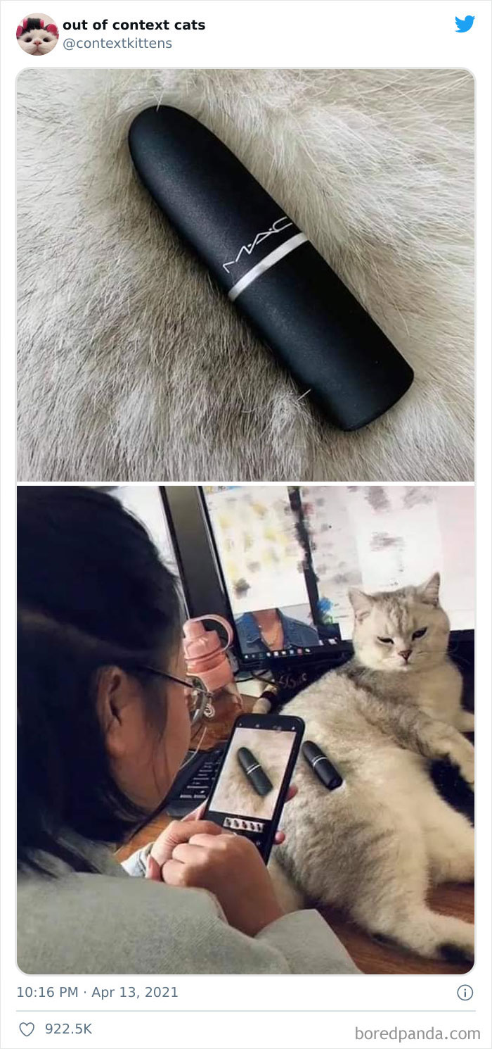 Out-Of-Context-Cat-Pics