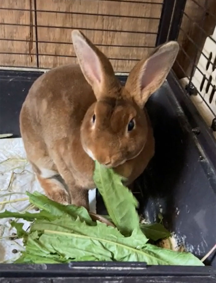 My Wife And I Just Adopted This Little Guy