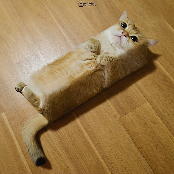 What If… Real Animals Were Cubic Shaped Animals From The Minecraft Game? (22 New Pics)