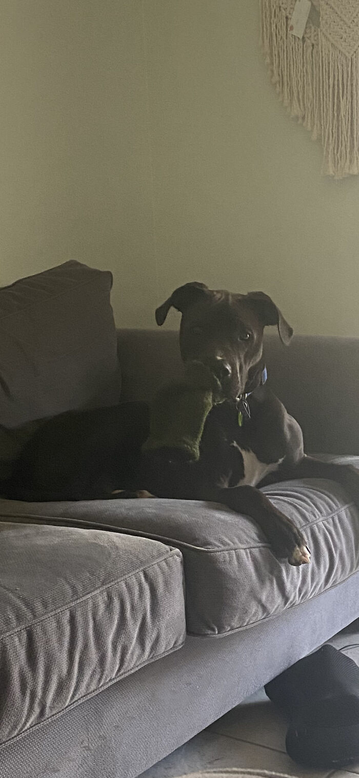 I Have Just One; His Name Is Rollie