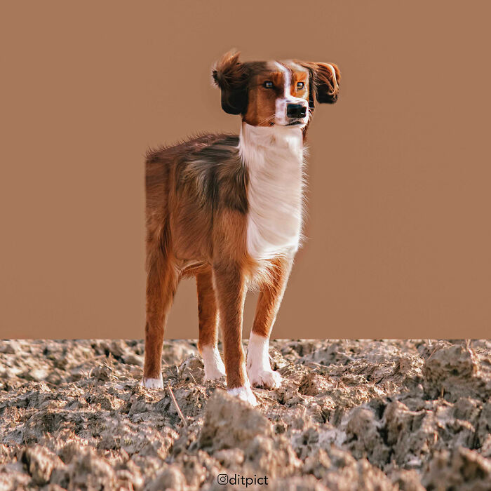 What If… Real Animals Were Cubic Shaped Animals From The Minecraft Game? (22 New Pics)