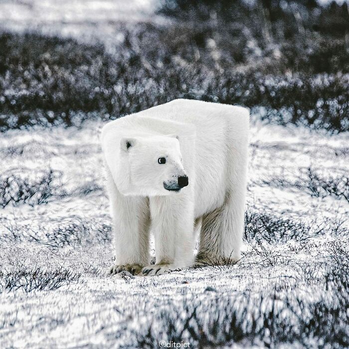 What If… Real Animals Were Cubic Shaped Animals From The Minecraft Game? (22 New Pics)