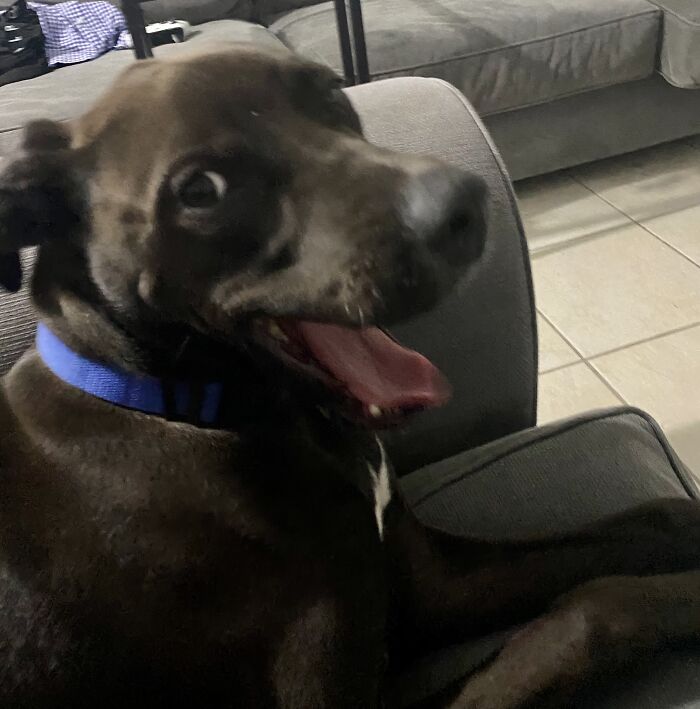 My Puppy In Mid Yawn!