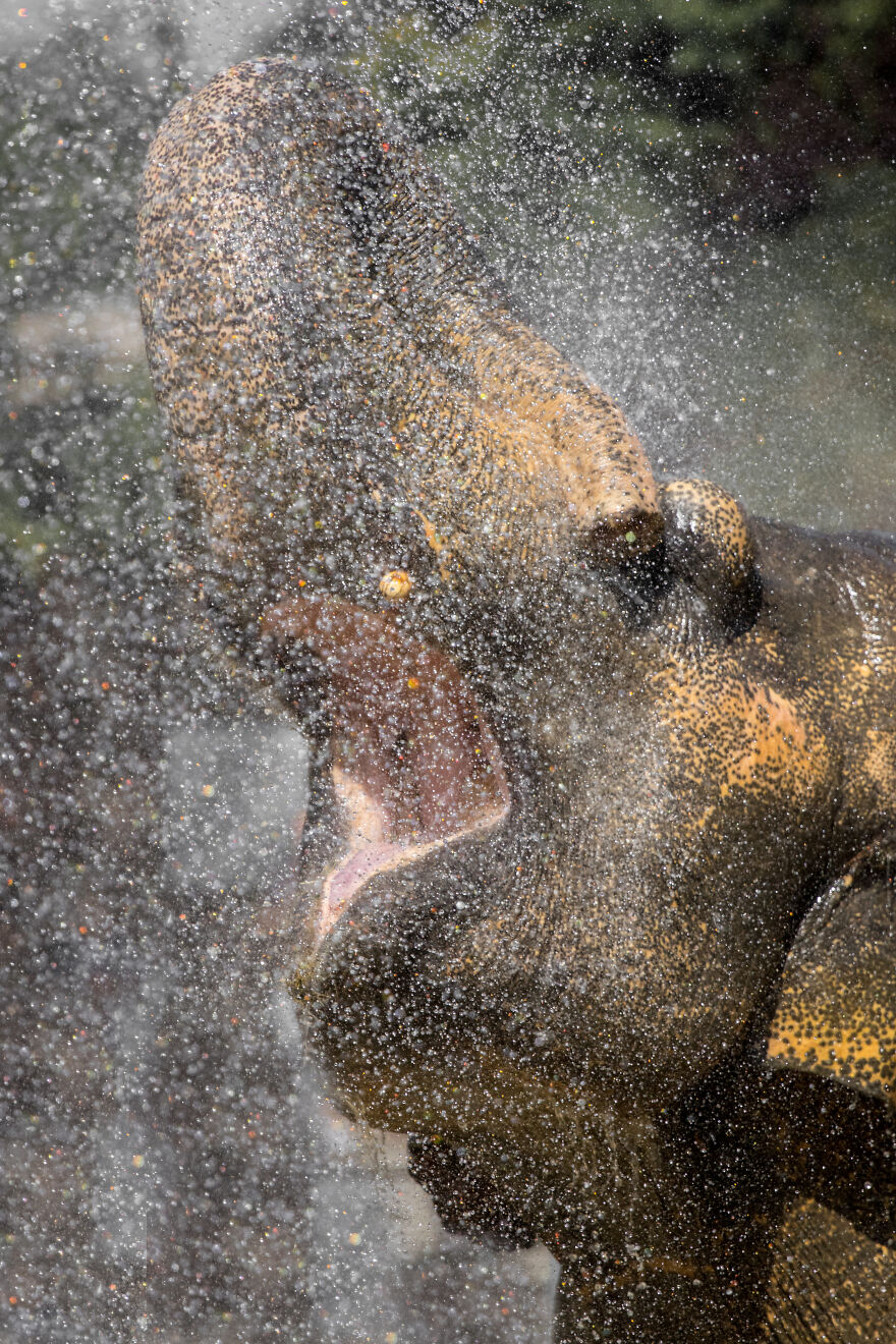 I Took Pictures Of Elephants At +40 Degrees