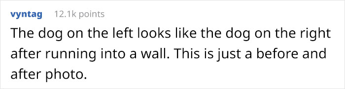 &ldquo;Breed For Health. Not Show&rdquo;: Breeder Is Reengineering French Bulldogs&rsquo; Faces To Make Them Healthier