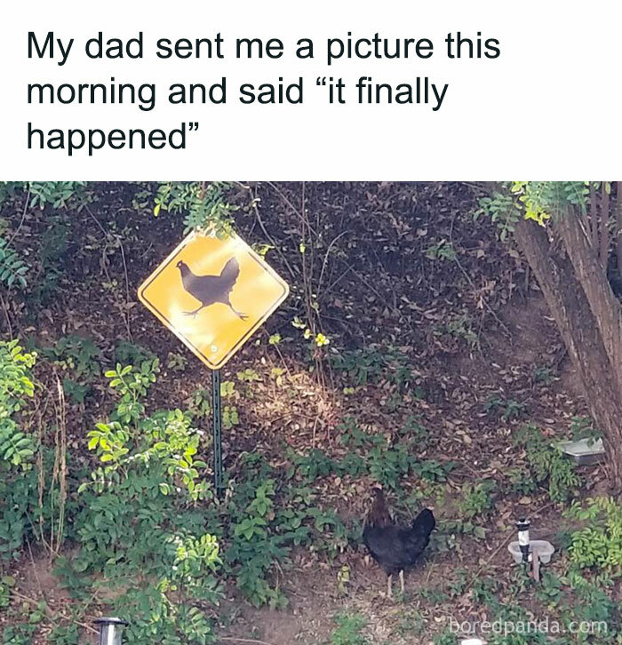 The Prophecy Has Been Fulfilled
[dm For Credit/Removal]
|follow @memes.bird (Me) For Daily Bird Memes!|
🔴my Other Accounts: @didyouknowgamingfacts, @bestofgamingmemes, @featured.memes, @memes.birds (Backup)
-
#bird #birds #birb #birbs #birdmeme #birdmemes #birbmeme #birbmemes #meme #memes #bestmemes #funny #lol #haha #hilarious #dankmemes #funnymemes #dankmeme #funnymeme #animal #animals #animalmeme #animalmemes #nature #wholesome #wholesomememes #pet #pets #cute #chicken