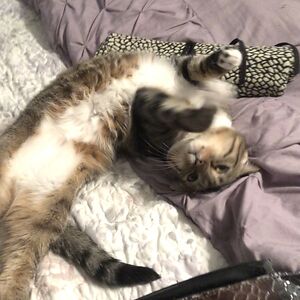 jasminespeakman avatar