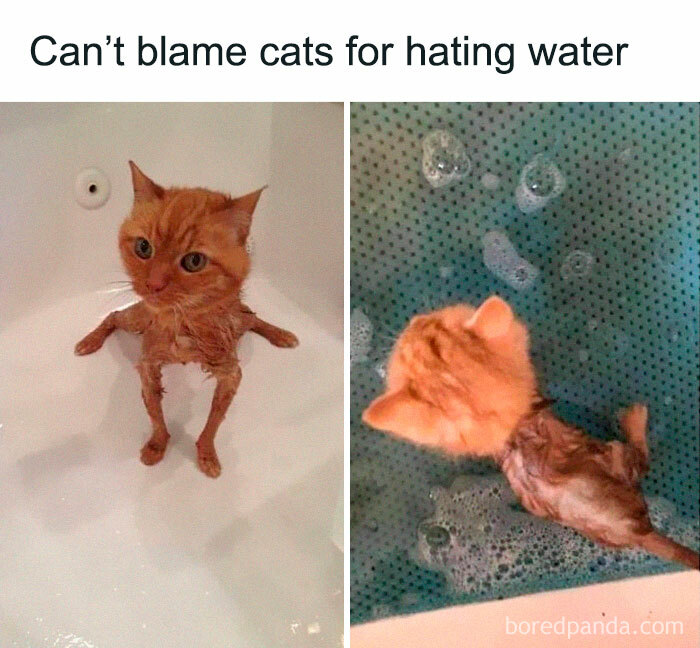 Funny-Broken-Cats-Pics