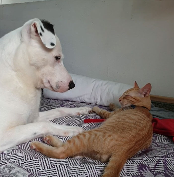 He's A Cat Lover. Newly Adopted Kitten