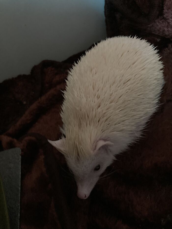 My Three Pets: My Dog, (Ignore His “Man Parts”) My Rats, And My Hedgehog.