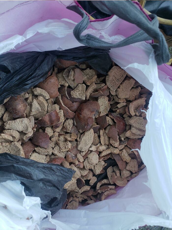 These Husks Maybe Meant For Smoking? Left Behind At A House A Bought By An East African Man Along With A Bunch Of BBQ Supplies