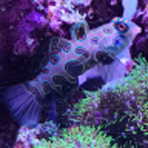 virginiadominguez avatar