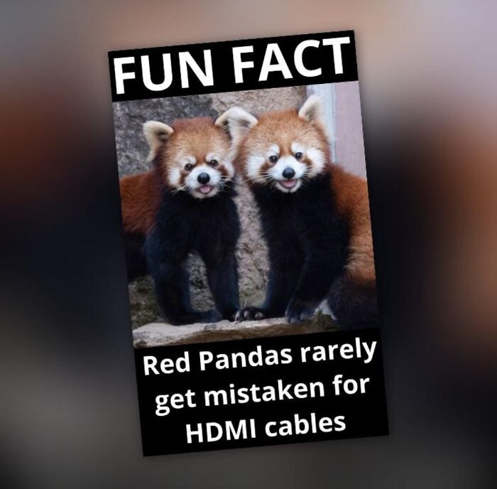 Fun Fact