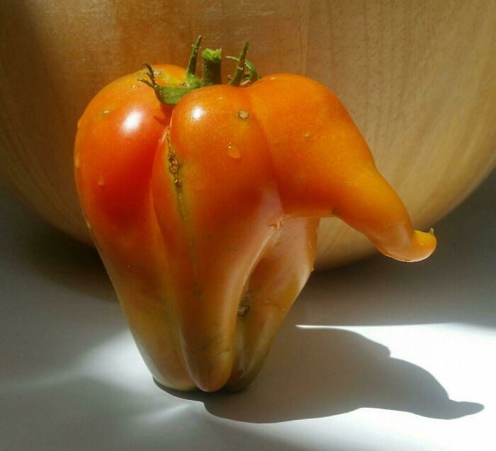 I'm Seeing Tomato Elephants