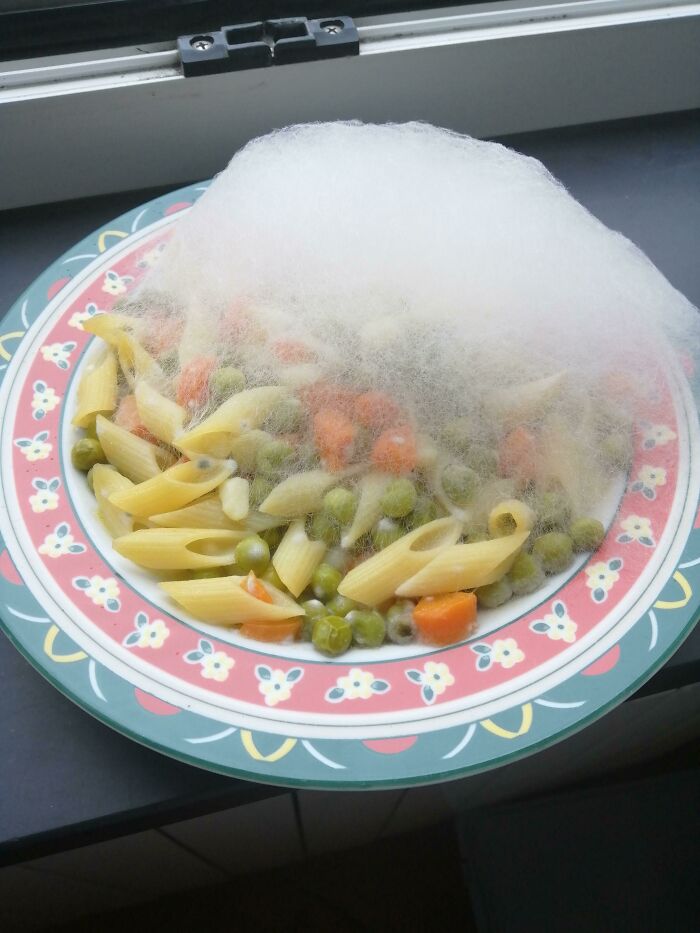 Moldy Pasta I Found In My Microwave