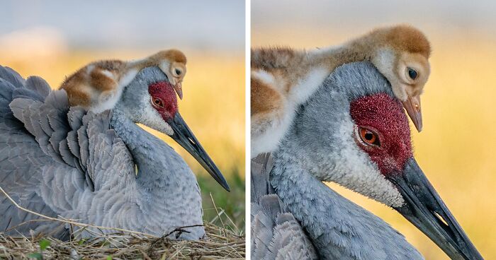 Here Are The 11 Winners Of The Prestigious 2021 Audubon Bird Photography Contest