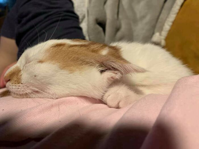 I Believe In The Flat Ear Society