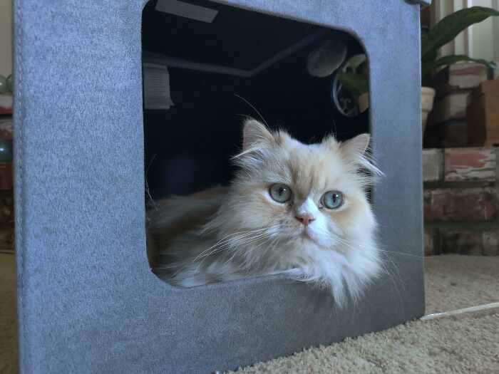 My Cat Is Actually Using A Purchased Product Made For Cats As Intended And Instead Of The Box It Came In. What Is Wrong With Her?!?