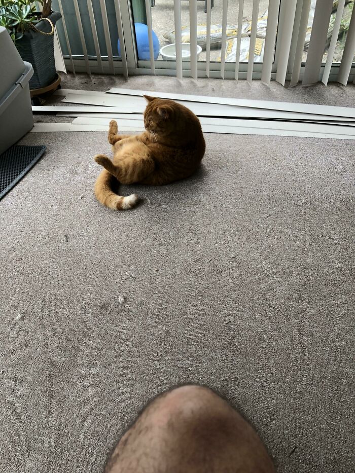 I Found Him Sitting Like This In The Middle Of Our Sunroom