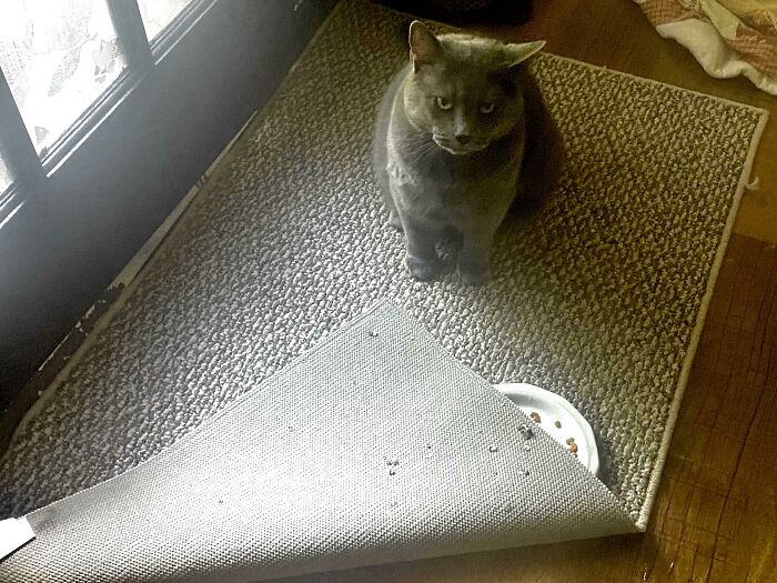 This Is What He Thinks Of The Dinner I Prepared For Him